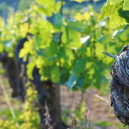 De Luxe 3 Etoiles Au Coeur De *