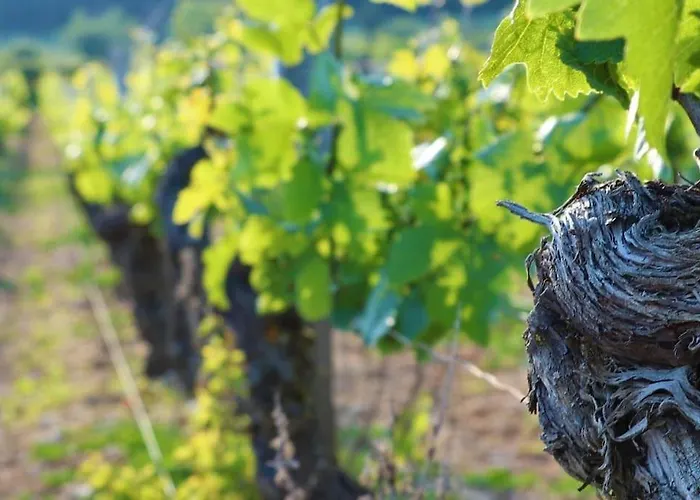 De Luxe 3 Etoiles Au Coeur De *